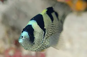 Punctata: Spotted Soapfish