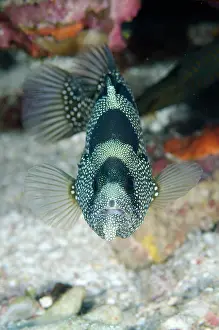 Punctata: Spotted Soapfish - Suanggi Island dive site, Banda