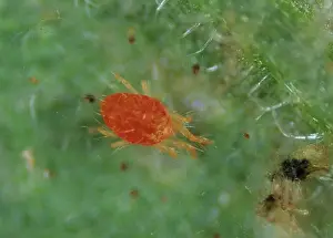 Mite: Two spotted spider mite
