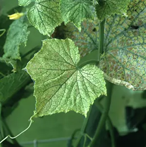 Mite: Two spotted spider mite