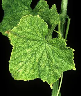 Mite: Two spotted spider mite