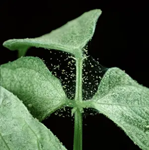 Webbing: Two spotted spider mite webs