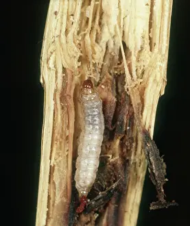 Sorghum: Spotted stalk borer