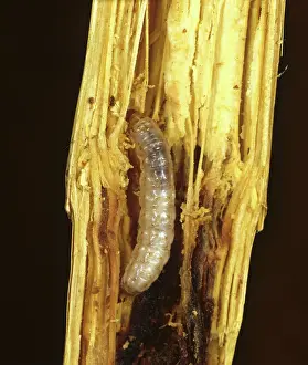 Sorghum: Spotted stalk borer caterpillar