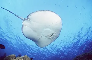 Rays: SPOTTED STINGRAY - underside