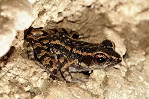 Malay: Spotted Stream frog