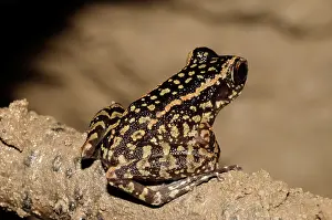 Malay: Spotted Stream frog