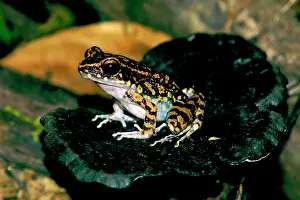 Watches: Spotted Stream Frog watches for prey from an old