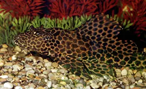 Punctatus: Spotted Suckermouth Catfish - disruptive coloration