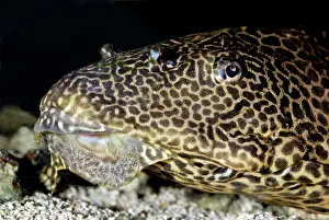 Punctatus: Spotted Suckermouth Catfish - disruptive coloration