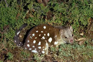 Quoll: Spotted-Tailed DASYURUS / Tiger Cat
