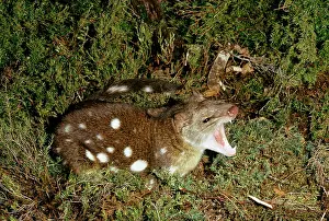 Quoll: Spotted-Tailed DASYURUS / Tiger Cat