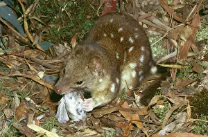 Quoll: Spotted-Tailed DASYURUS / Tiger Cat - eating