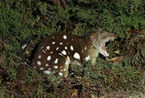 Quoll: Spotted-tailed Quoll