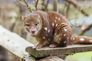 Tasmania: A Spotted-Tailed Quoll is spotted near Cradle Mountain