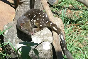 Maculatus: Spotted-tailed Quoll / Spotted-tailed DASYURUS