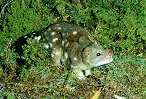 Quoll: Spotted-tailed Quoll / Tiger Cat