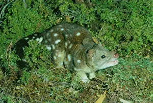 Maculatus: Spotted-tailed quoll (tiger cat) (Dasyurus maculatus)