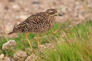 Burhinus: Spotted Thick-knee