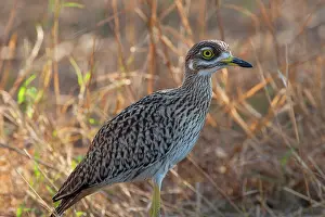 Burhinus: Spotted Thick-knee