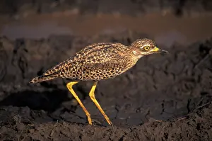 Capensis: Spotted Thick-knee