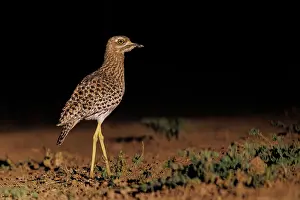 Oiseau: spotted thick-knee (Burhinus capensis)