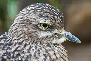 Capensis: Spotted Thick knee (Burhinus capensis), captive