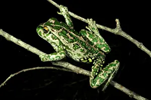 Thighed: Spotted-thighed frog - climbing on branches