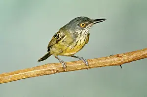 John Dunning: Spotted Tody FLYCATCHER