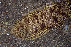 Straits: Spotted Tongue Sole