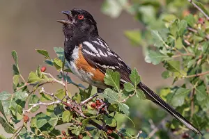 Towhee: Spotted Towhee