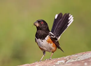 Towhee: Spotted Towhee