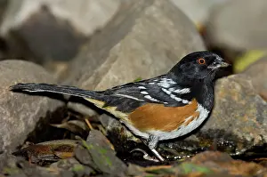 Towhee: Spotted Towhee