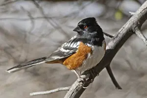 Towhee: Spotted Towhee
