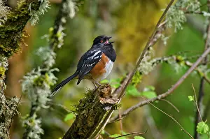 Towhee: Spotted Towhee - male singing - Spring