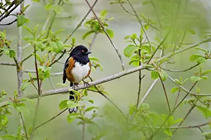 Towhee: Spotted Towhee - male - Spring