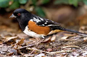Towhee: Spotted Towhee (Pipilo maculatus)