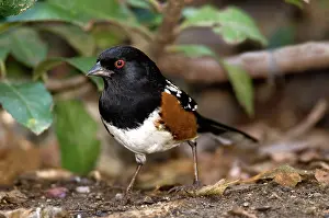 Towhee: Spotted Towhee (Pipilo maculatus)