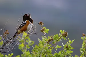 Singing: Spotted towhee singing in Theodore Roosevelt National Park