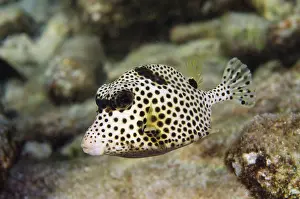 Trunkfish: Spotted Trunkfish (Lactophrys bicaudalis)