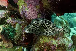 Trunkfish: Spotted Trunkfish (Lactophrys bicaudalis)
