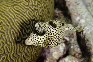 Trunkfish: Spotted Trunkfish (Lactophrys bicaudalis)