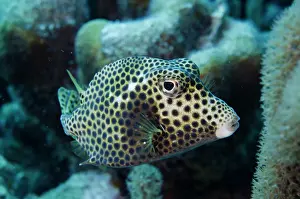 Pete: Spotted Trunkfish (Lactophrys bicaudalis)