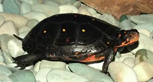 Clemmys: Spotted Turtle