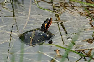 Clemmys: Spotted Turtle (Clemmys guttata)