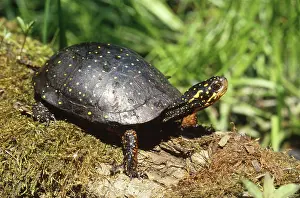 Guttata: Spotted Turtle (Clemmys guttata)