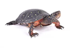 Guttata: Spotted turtle (Clemmys guttata) on white background