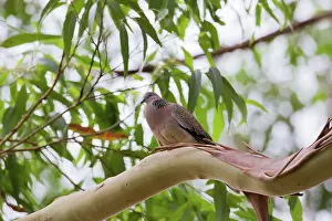 Streptopelia: Spotted Turtle-Dove