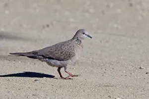 Botanic: Spotted Turtle-Dove / Spotted Dove - in Olive Pink