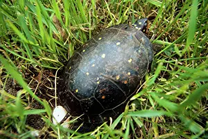 Clemmys: Spotted Turtle - female laying eggs